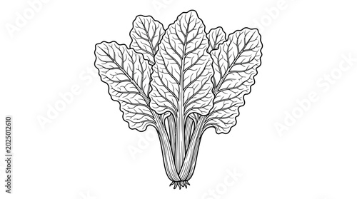 Foto Fresh beet greens illustration, organic vegetable drawing, healthy food graphic