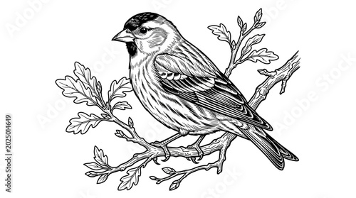 Foto Vintage Finch Bird Illustration on Oak Branch, Black and White Sketch