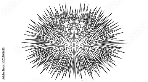 Tableau sur toile Black and white line drawing of a spiky sea urchin on a white background