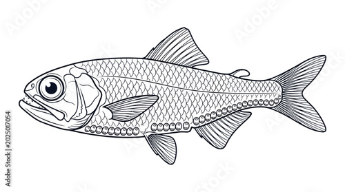 Fotografija Detailed illustration of a sardine fish, black and white drawing, isolated on wh