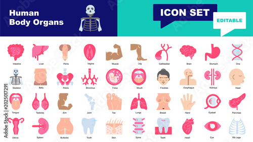 Photos Human body organs icon set