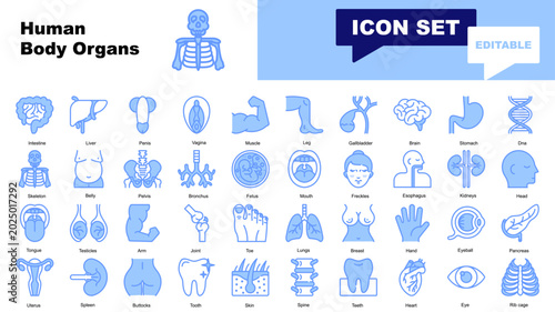Foto Human body organs icon set