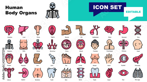 Foto Human body organs icon set