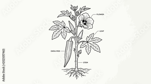 Konstfotografi Okra Plant Diagram: Flower, Pod, Leaves, Stem, Roots - Line Art