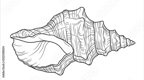 Quadro em tela Seashell Illustration - Detailed Line Art of a Whelk Shell