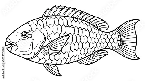 Foto Stylized Fish Illustration, Outline Drawing, Marine Life