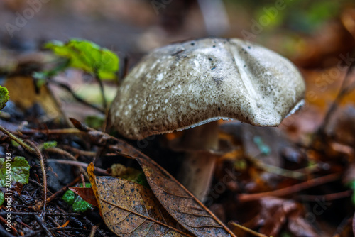 Konstfotografi The Weathered Solitude of a Late Autumn Mushroom