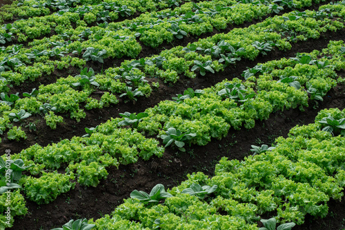Tableau sur toile Fresh Green Lettuce Growing in Organic Vegetable Garden, Curly Lettuce Plantatio
