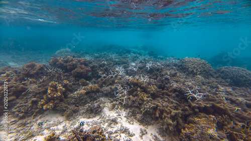 Scenic underwater view of coral reef landscape on Leleuvia Island in Lomaiviti archipelago, Fiji, South Pacific