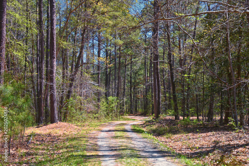 Foto Pocahontas State Park spring forest hiking trail views, Richmond, Virginia, United States