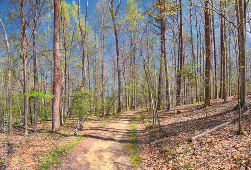 Принти на полотні Pocahontas State Park spring forest hiking trail views, Richmond, Virginia, United States