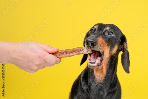 Φωτογραφία Dachshund dog actively biting meat treat stick from human hand on bright yellow background, eager training reward interaction concept