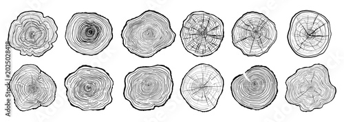 Hand drawn tree ring pattern abstract line art set. Wood cross section textures, annual rings, stump slices. Linear wooden designs for banners, prints decor. Tree trunk in section vector illustration