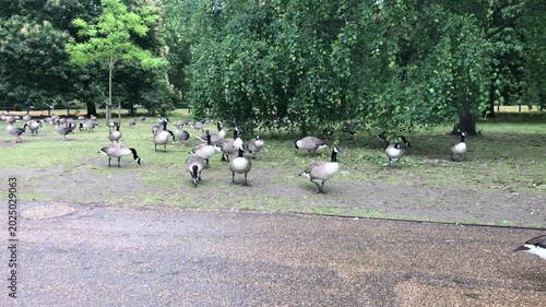 Canada geese grazing across public parkland near Kensington Gardens in London. Large flock spreads naturally beneath green trees within calm urban outdoor environment.