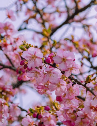 春を告げる河津桜
