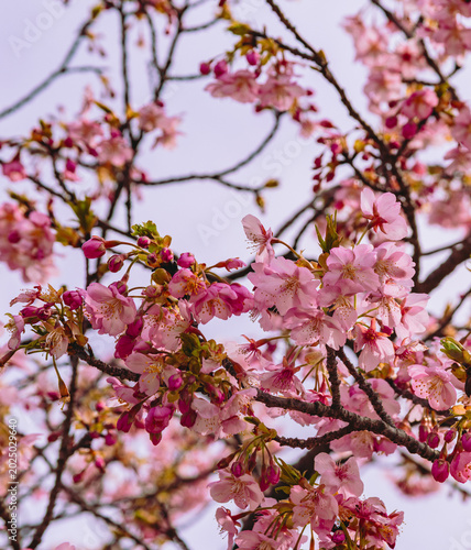 春を告げる河津桜