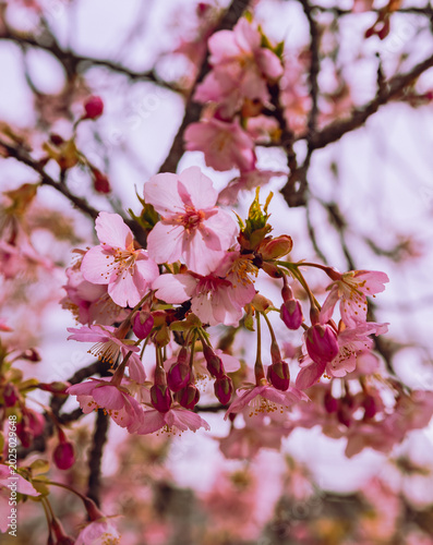 春を告げる河津桜