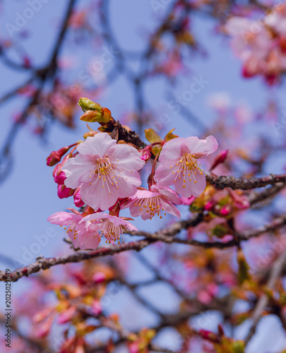 春を告げる河津桜