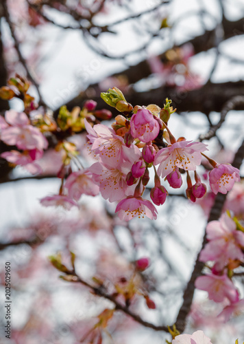 春を告げる河津桜