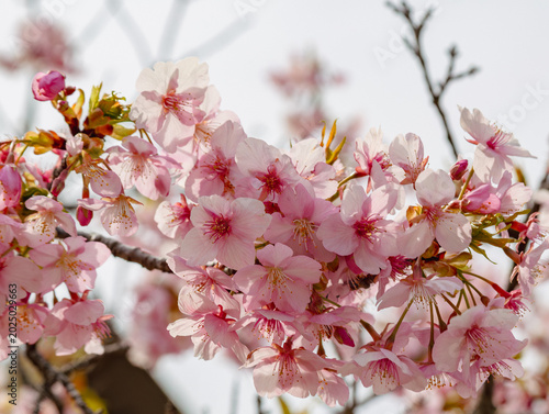 春を告げる河津桜