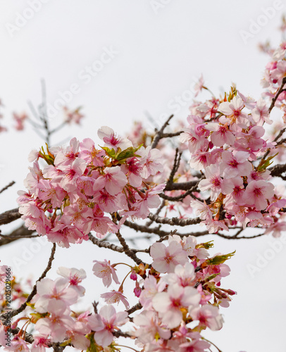 春を告げる河津桜