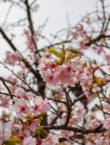 春を告げる河津桜