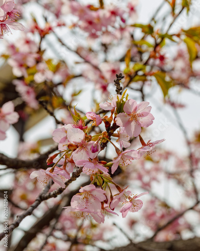春を告げる河津桜
