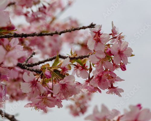 春を告げる河津桜