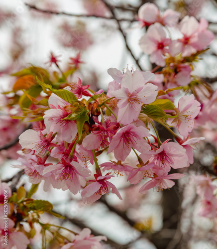 春を告げる河津桜