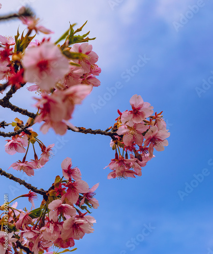 春を告げる河津桜