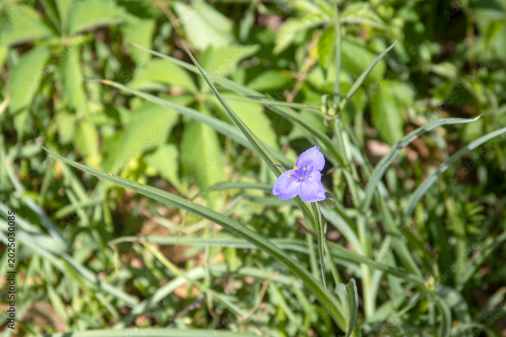 Fototapeta premium A purple trefoil in the sunlit grass