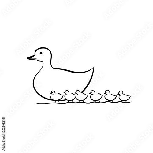 Duck family vector illustration with ducklings swimming in a row minimal line art style drawing for design