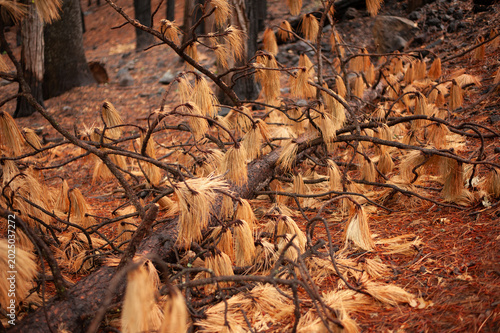 Fotografia Burnt tree branches and scorched forest floor after a devastating wildfire