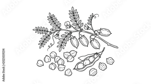 Chickpea plant branch with pods and seeds, hand-drawn illustration
