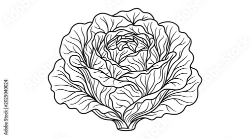 Foto Fresh Cabbage Head Outline Drawing - Healthy Vegetable Illustration
