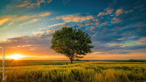 Canvas Print Sunset tree graas nature