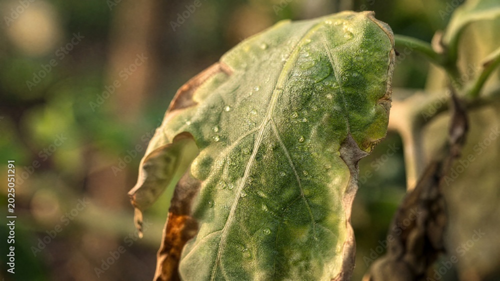Fototapeta premium toxin. A wilted green leaf with droplets of pesticide in morning light. ESG reports, sustainability campaigns, designed for sustainability communications and ESG reporting, used by project managers.
