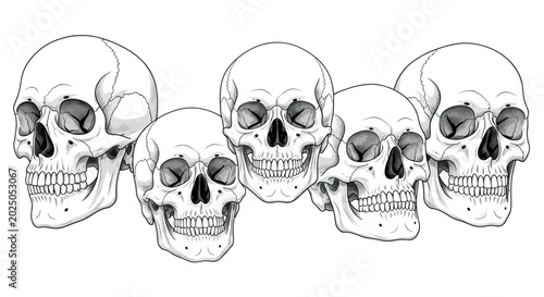 Photos Multiple human skulls illustration, black and white, isolated on white backgroun