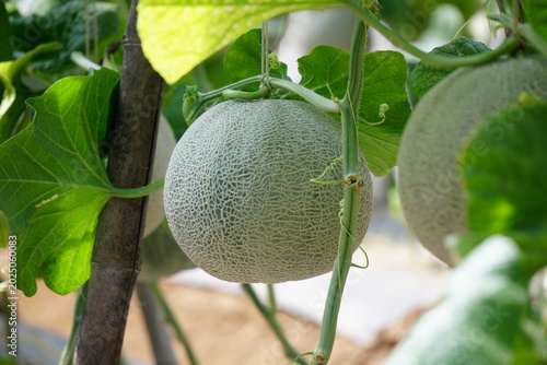 cantaloupe melon in greenhouse