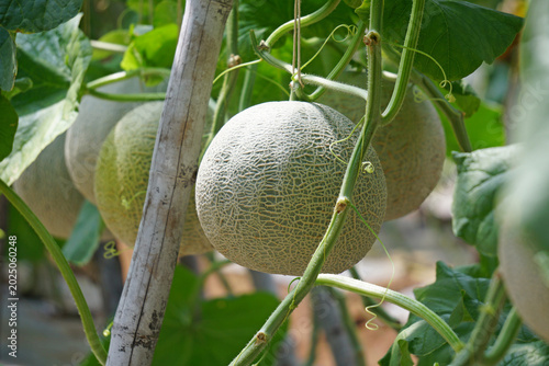 cantaloupe melon in greenhouse