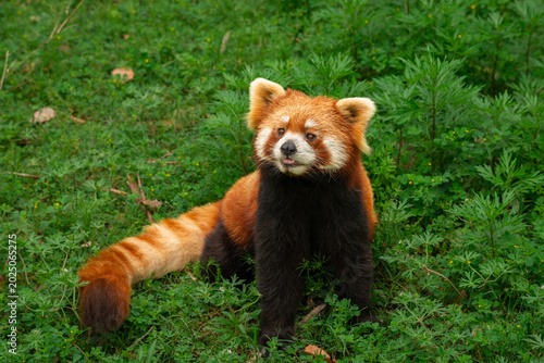 red panda in the forest