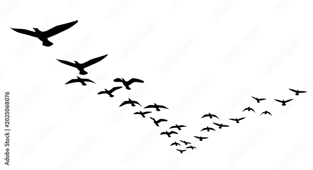 Obraz premium Flock of Birds Flying in Formation Silhouette