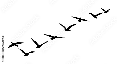 Cuadro en lienzo Flock of Birds Flying in V Formation Silhouette