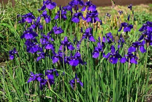 Foto Iris sanguinea (Siberian iris) flowers