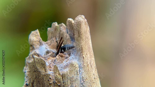 Black Mason Wasp Reversing and Entering Weathered Wood Hole Abdomen First, Macro Close-up