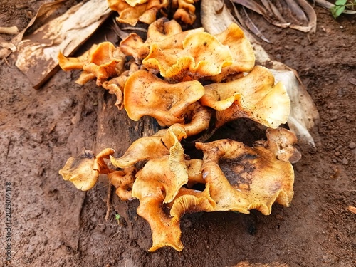Foto Wild orange chanterelle mushrooms growing on a decaying wood log in fertile soil, close up nature photography background