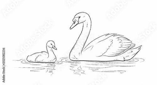 Quadro em tela Mother Swan and Cygnet Swimming Together.
