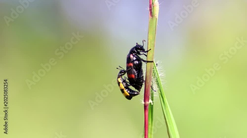 Macro shot of a bright black and red Poisonous Blister Beetle, Mylabris pustulata