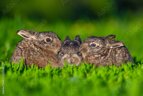 Three wild leverets resting in green spring grass