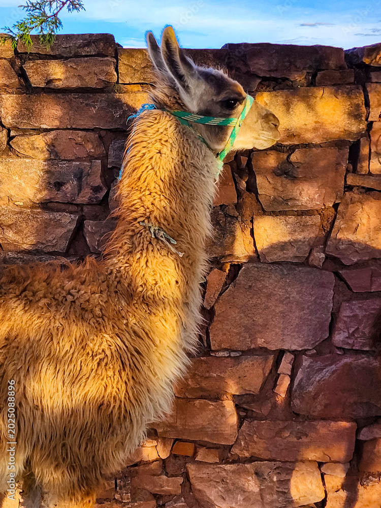 Fototapeta premium Andean llama specimen in its corral at sunset